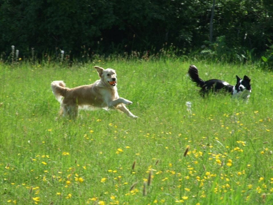 Dogs Playing